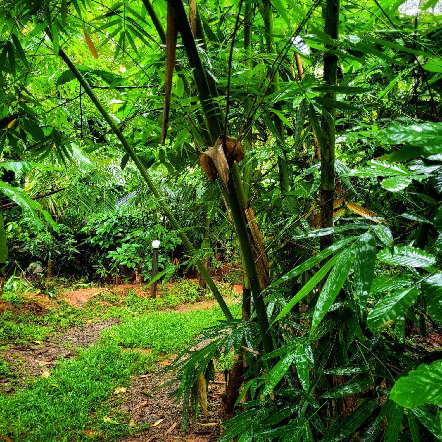 Greens Tree House & Wood House Sultan Bathery Ngoại thất bức ảnh